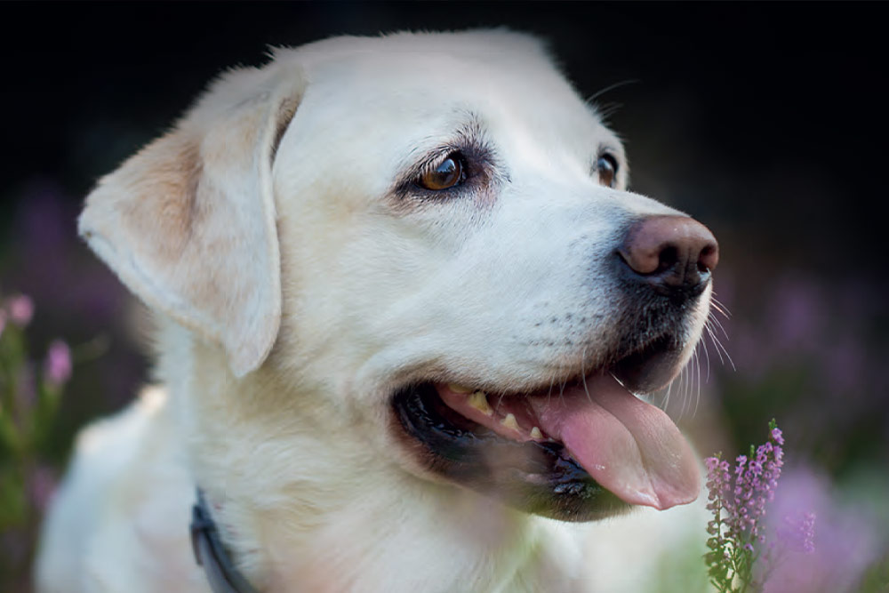 protecting-pets-in-the-garden