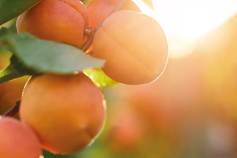 fruit tree orchard