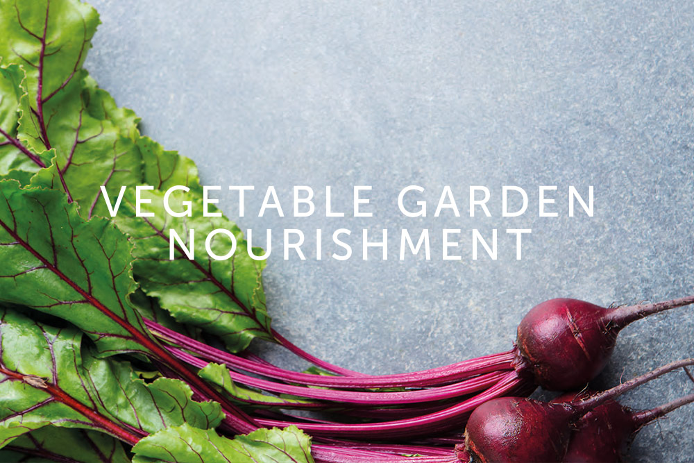 featured-winter garden vegetables