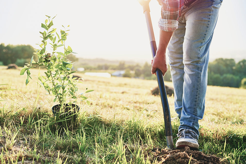 Winter is deciduous fruit tree planting season