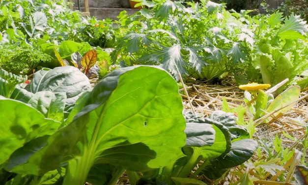 Tanya Visser shows you how to grow healthy veg the natural way