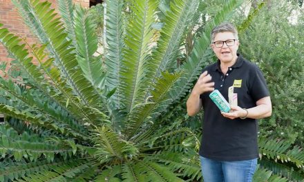 How To Handle Caterpillars On Your Cycads