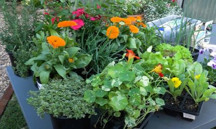 Tanya Visser Shares Everything About Companion Planting