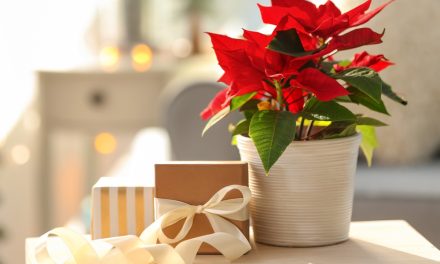 Get festive with the merry and bright poinsettia
