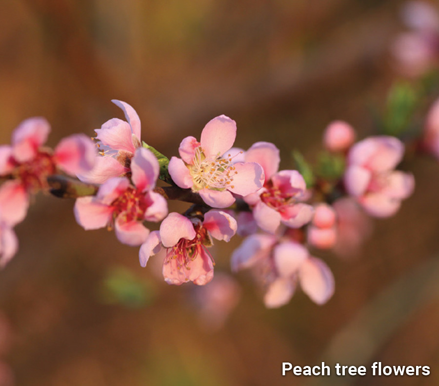 June Peach tree flowers