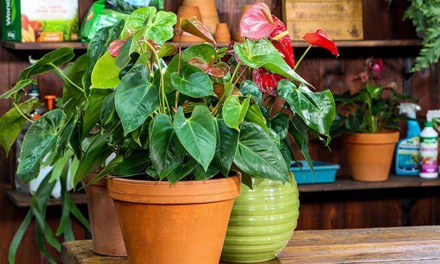 How to care for your anthuriums
