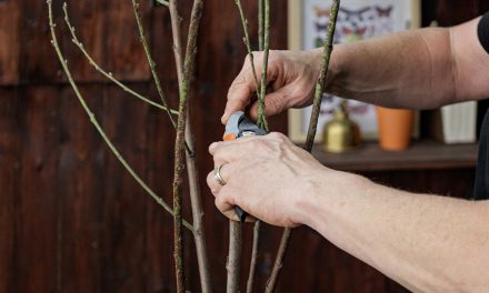 Pruning to get the best out of deciduous fruit trees