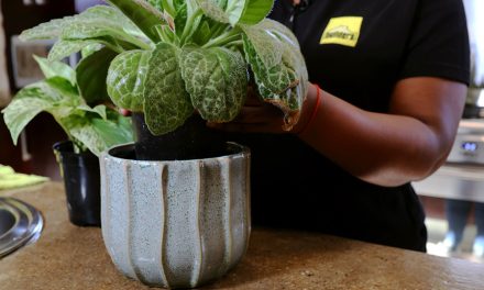 Your essential guide to indoor plant care