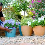 Choosing the perfect pot for your garden