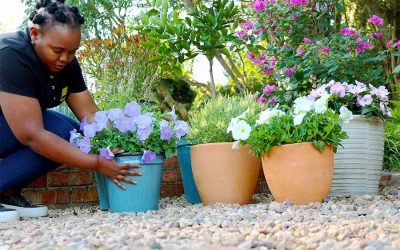 Choosing the perfect pot for your garden