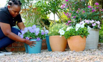 Choosing the perfect pot for your garden