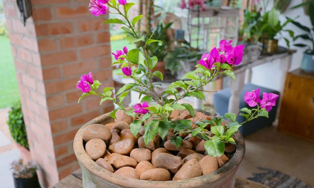 The Best of Bougainvilleas – Plant, Grow and Train for Colour