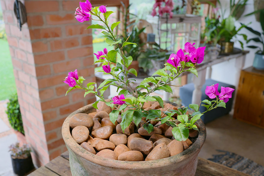 The Best of Bougainvilleas – Plant, Grow and Train for Colour