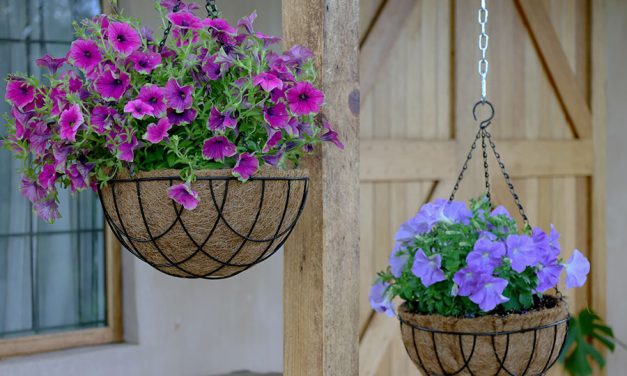 Hanging Baskets – Small Spaces, Big Impact!