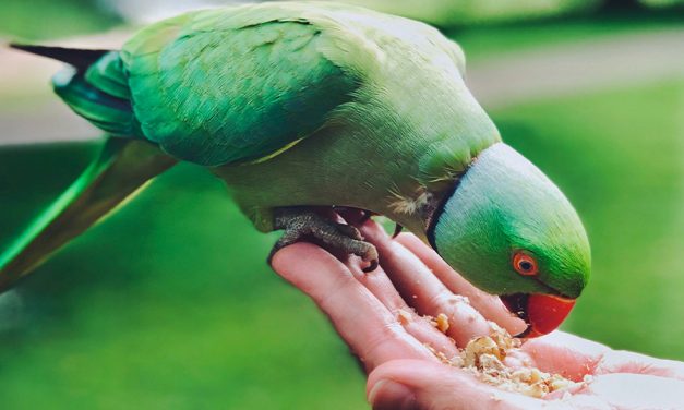 Great gifts to give your feathered friends these holidays