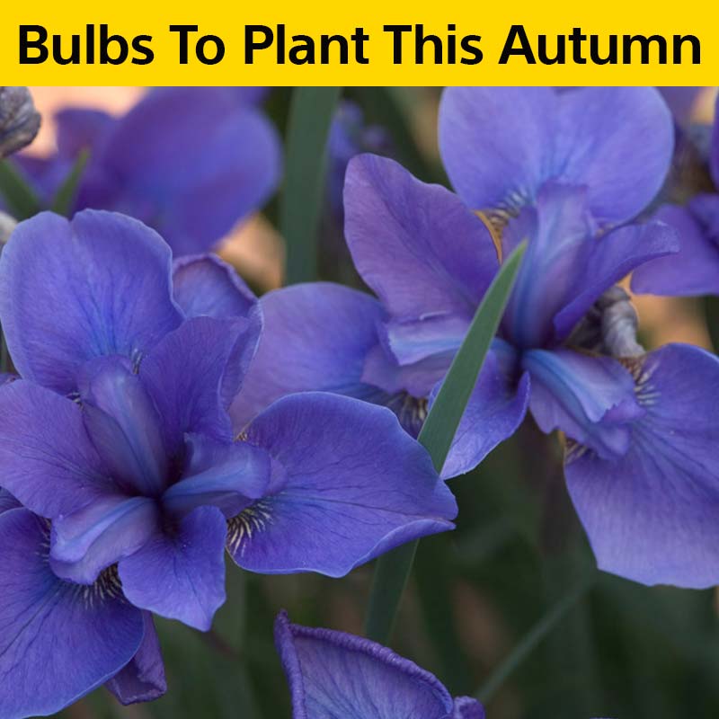 5 Bulbs To Plant This Autumn