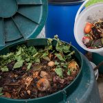 Compost as a Natural Insulator: Protection from Frost Damage