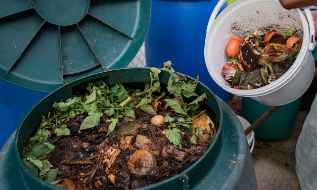 Compost as a Natural Insulator: Protection from Frost Damage