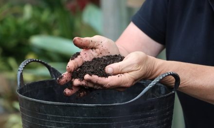 The Rich Rewards of Compost
