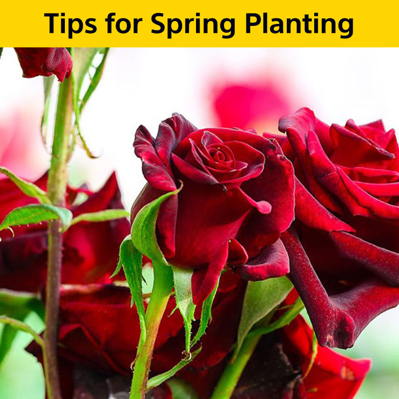 Tips for Spring planting success