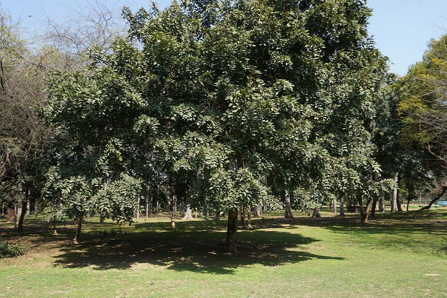 Arbor Week: The right time to plant a tree is now!