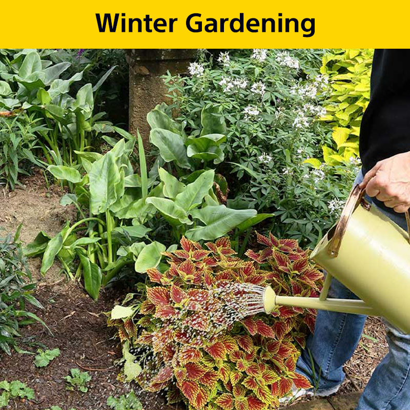 Winter Gardening: Keep your garden lively and colourful with seeds