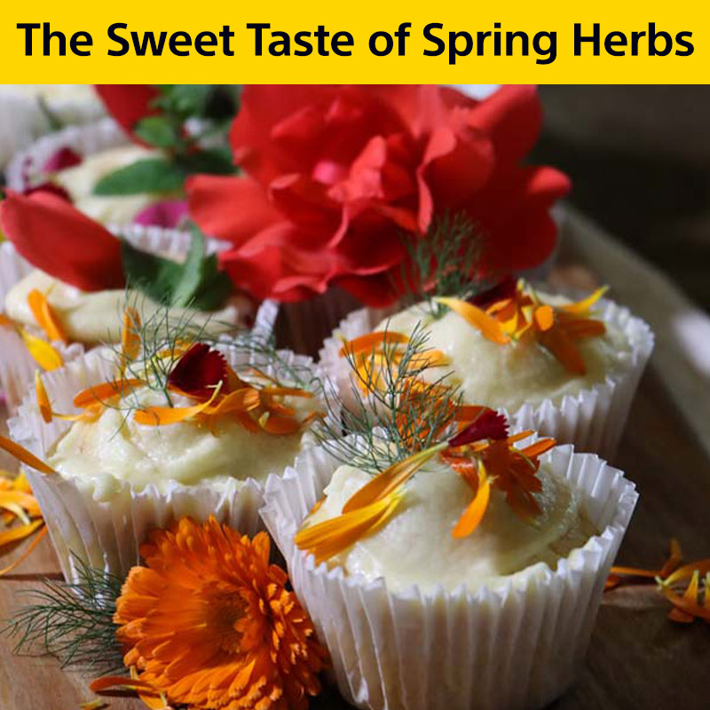 Winter Gardening: Keep your garden lively and colourful with seeds